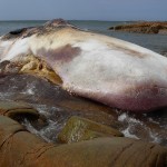 dead-whale