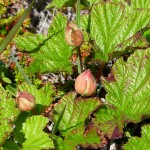 Cloud Berry Plants