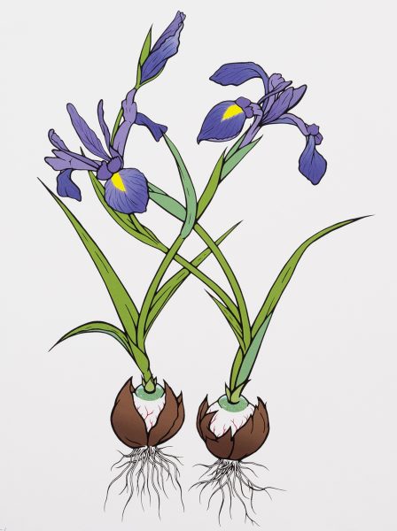 Irises, serigraph, 15 by 11 inches, 2019